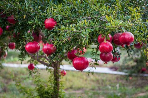  The Wonderful Pomegranate: A Tale of Transformation and the Search for Identity