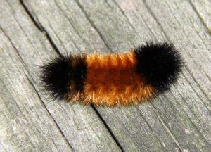  The Woolly Worm - A Tale of Transformation and Unexpected Friendship from Ancient Italy!